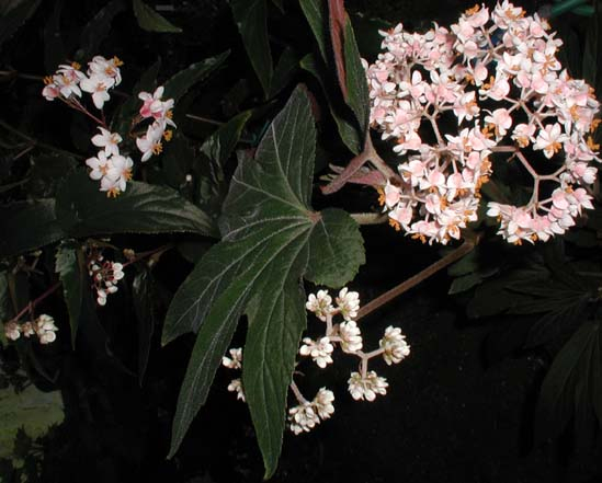 B. ‘Mike Flaherty’